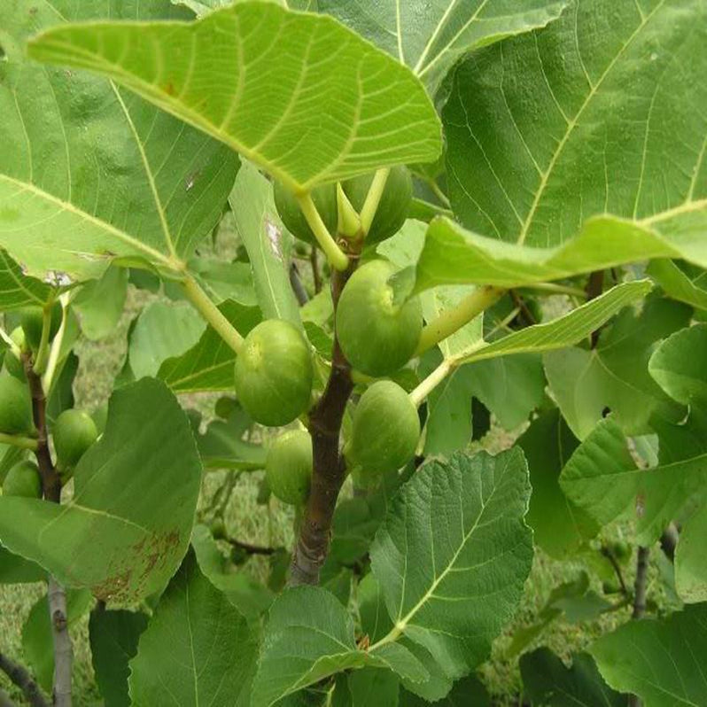 Big leaf Anjura - Fruit Plants & Tree — PlantsMarket