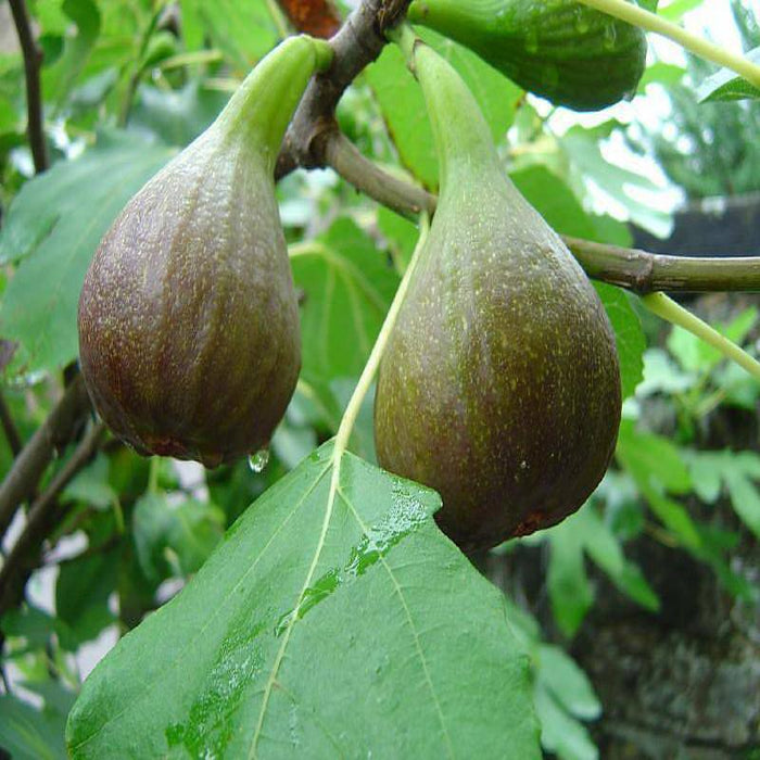 Big leaf Anjura - Fruit Plants & Tree
