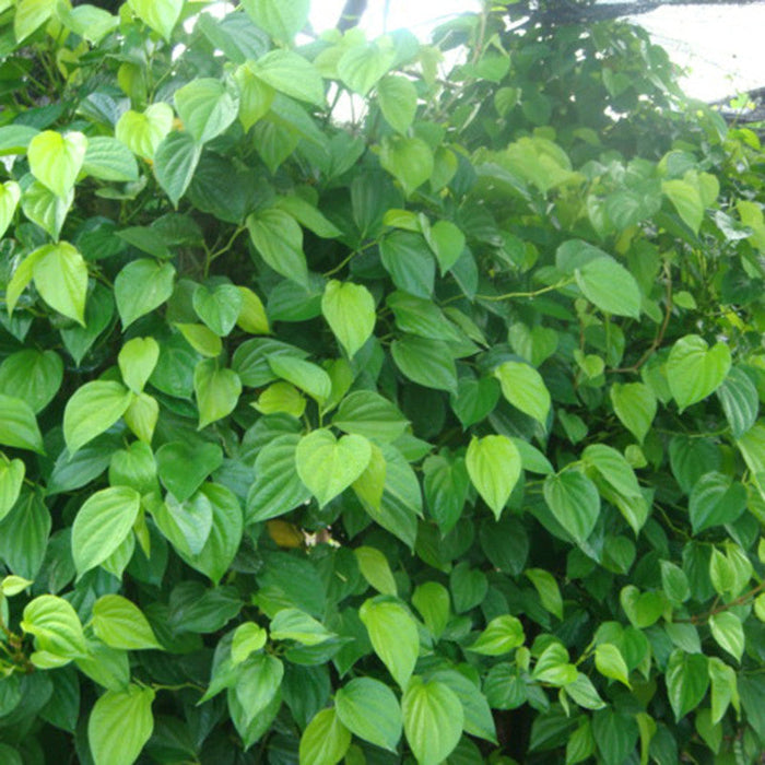 Maghai Paan/Betel Leaf  - Medicinal & Aromatic Plants