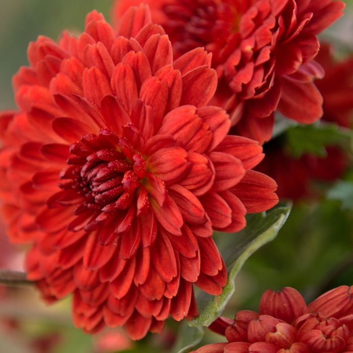 Chrysanthemum Red - SEASONALS