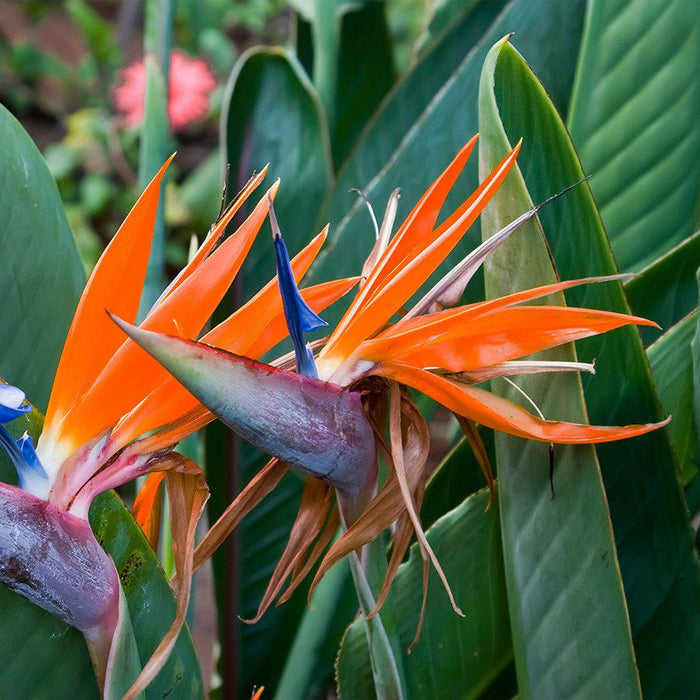 Bird Of Paradise - Flowering Shrubs