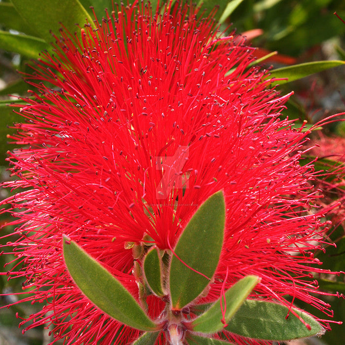 Red Bottle Brush / Callistemon lanceolatus - Ornamental Flowering Plants