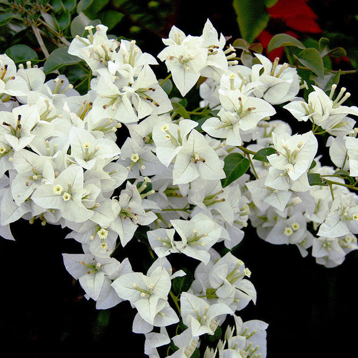 Bougainvillea White - Flowering Shrubs