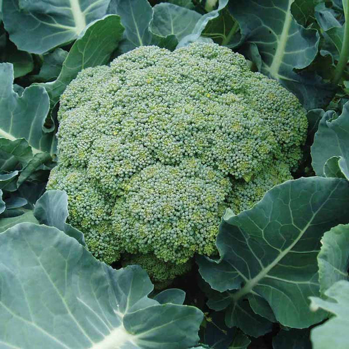 Broccoli Green Star F1-Vegetable Seeds