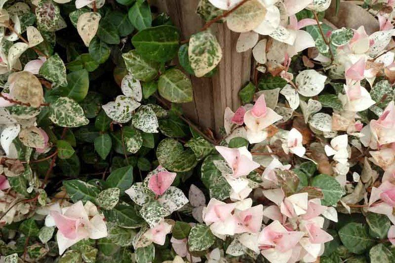 Pink Wall Creeper Variegated/Ficus pumila - Creepers & Climbers