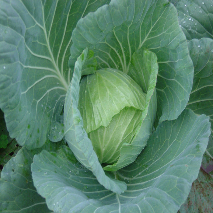 Cabbage NS 183-Vegetable Seeds