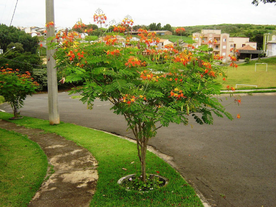 Caesalpinia/Shankasur Red - Flowering Shrubs