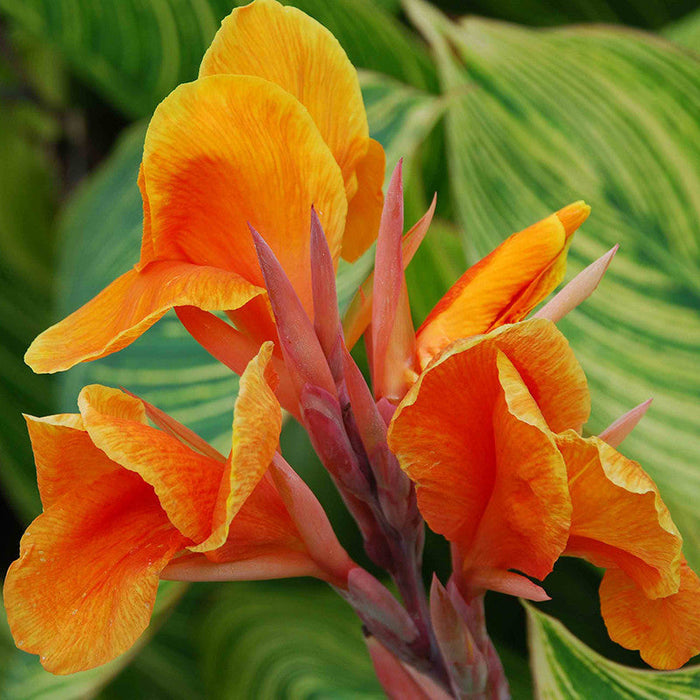 Cannas Dwarf Orange - Flowering Plants