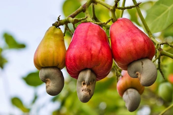 Cashew Nut Tree(Grafted)-Fruit Plants & Tree