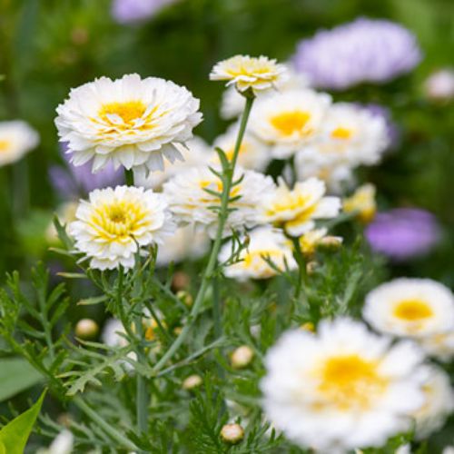 Chrysanthemum Double Mixed Color Flower Seeds