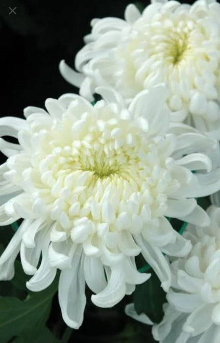 Chrysanthemum star white - Seasonals