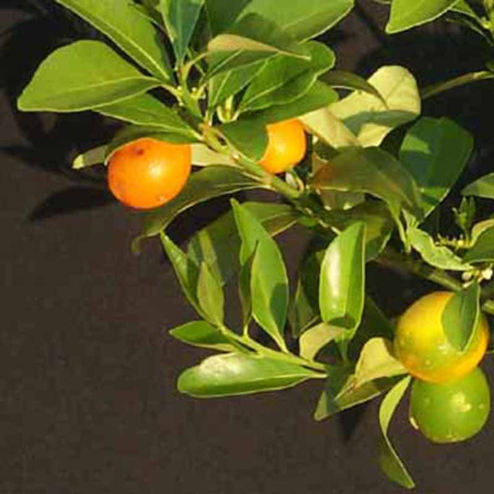 Sweet Lemon / Kumquat(Grafted) - Fruit Plants & Tree