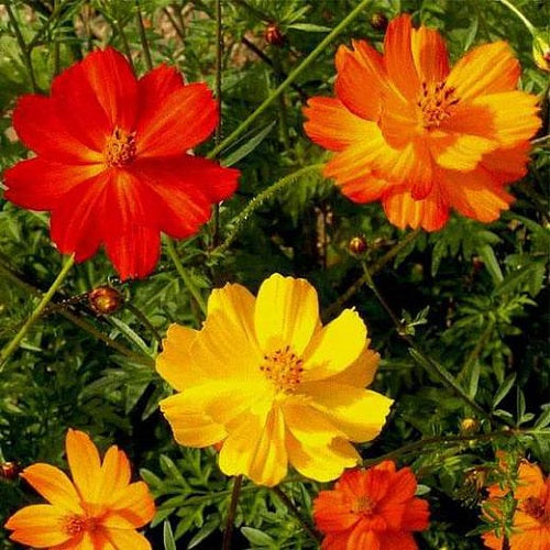 Cosmos Orange and Yellow Mix Color Flower Seeds