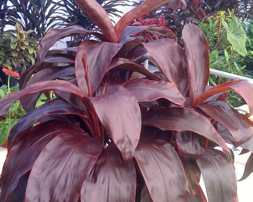 Cordyline terminalis Ruby - Ornamental Plants