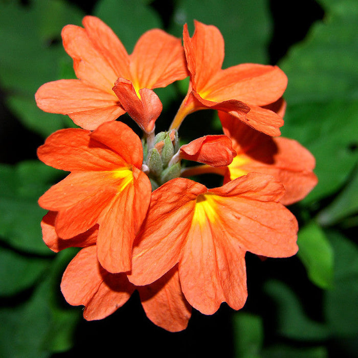 Crossandra soundarya - Flowering Plants