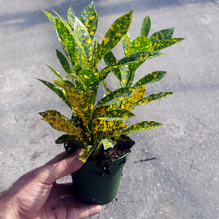 Gold Dust Croton - Ornamental Plants