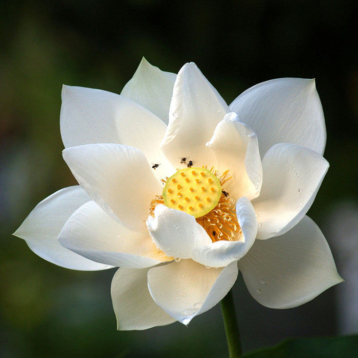 Lotus White - Aquatic Plants