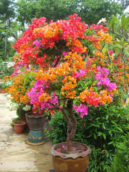 multi colored bougainvillea tree