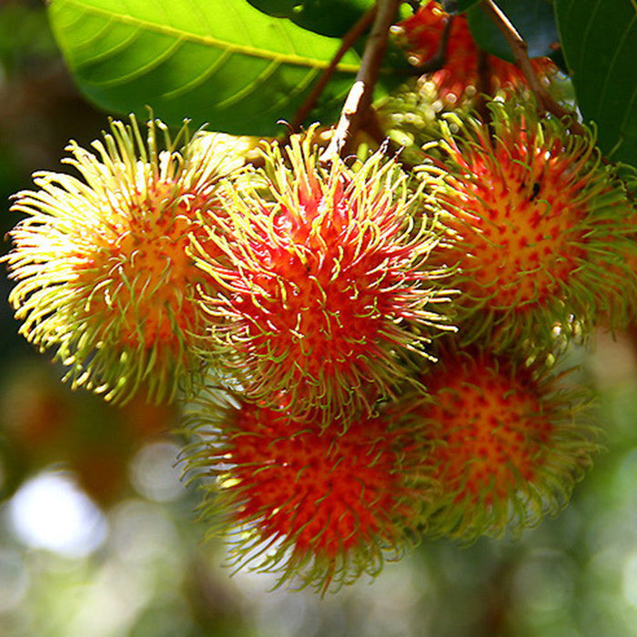Rambutan Fruit  - Fruit Plants & Tree