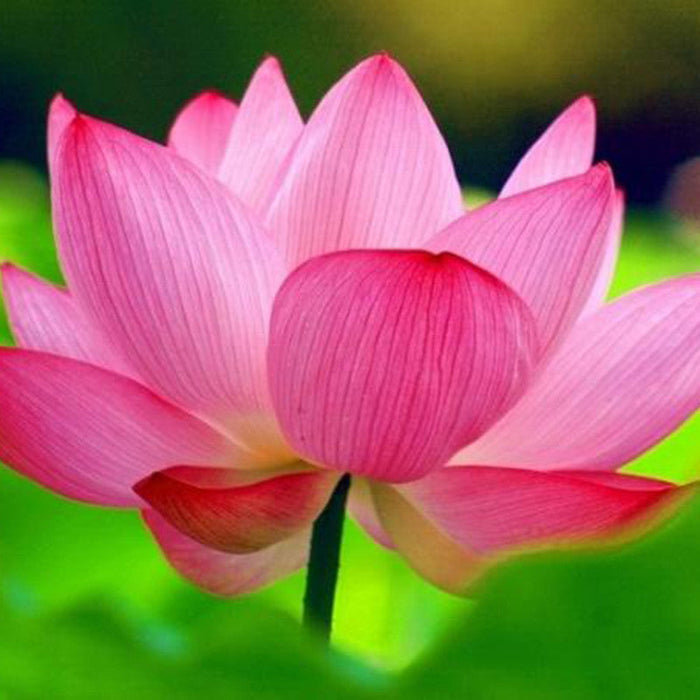 Pink Lotus - Aquatic Plants