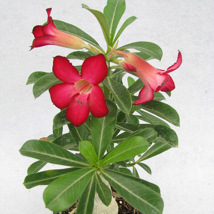 Adenium Red - Flowering Plants