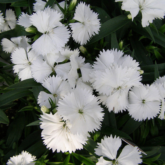 Dianthus White - SEASONALS