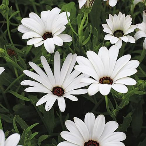 Dimorphotheca White Color Flower F1 Seeds