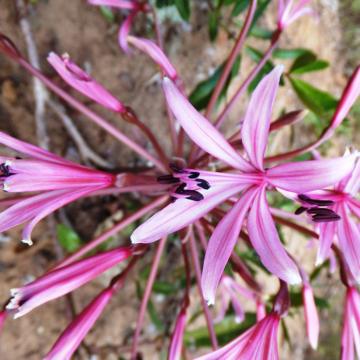 Gaint Spider Lily/Gaint Blood Lily - Flowering Shrubs