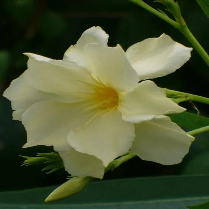 Nerium Yellow - Flowering Shrubs