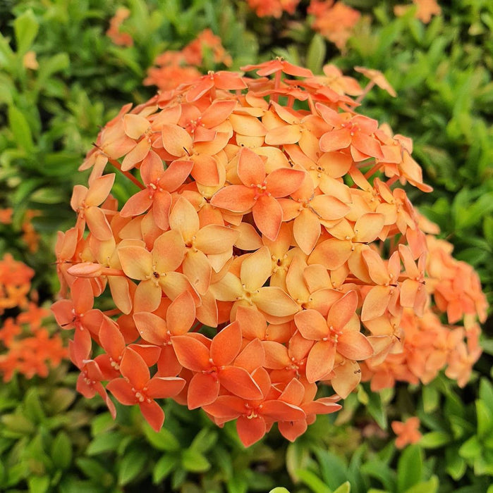 Ixora Mini Dwarf Orange - Flowering Plant