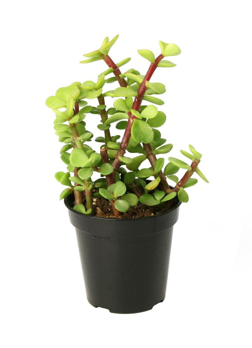 Jade Green - Indoor Plants