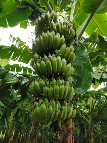 Banana Amruthapani - Fruit Plants & Tree