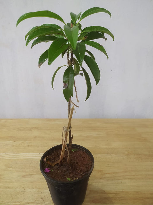 Chikoo-Pala(Grafted)- Fruit Plants & Tree |Sapotoa Chikoo |