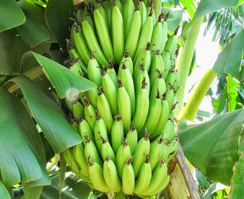 Curry Banana (Musa sapientum) - Indian Fruit Plants