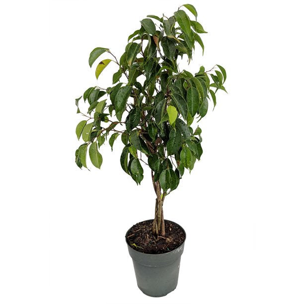 Ficus Benjamina Blackie - Indoor/Outdoor Plants