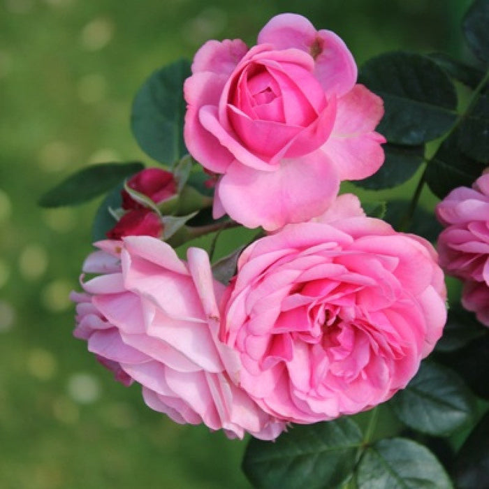 Paneer Climber Rose - Flowering Plants