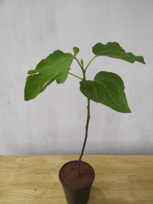Fig Puna/Anjeer- Fruit Plants & Tree
