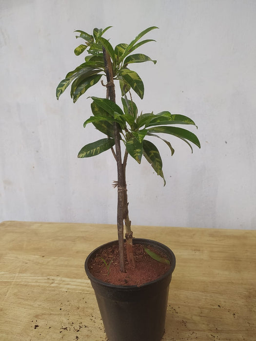 Chikoo Variegata(Grafted) - Fruit Plants & Tree