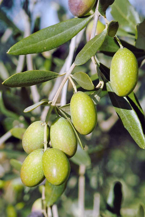 Olive Fruit Plant - Exotic Fruit Plant