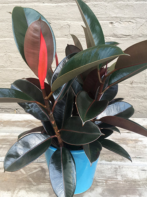 Ficus Elastica Red / Rubber Plant- Indoor/Outdoor