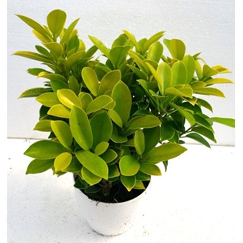 Ficus Benjamina Gold - Indoor/Outdoor Ornamental Plants