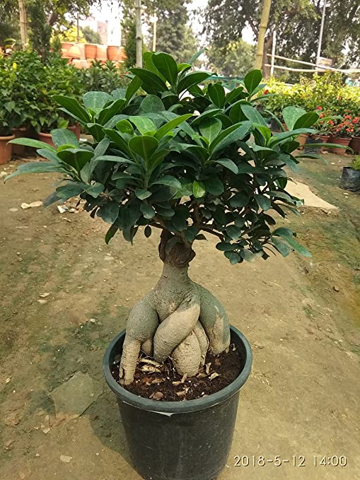 Ficus Microcarpa - Bonsai
