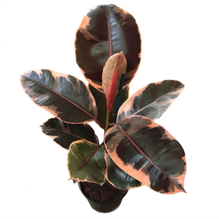 Ficus Elastica Red Variegata - Indoor/Outdoor-Ornamental Plants