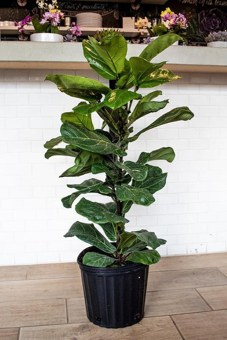 Ficus lyrata/Fiddle-leaf fig - Indoor Plants