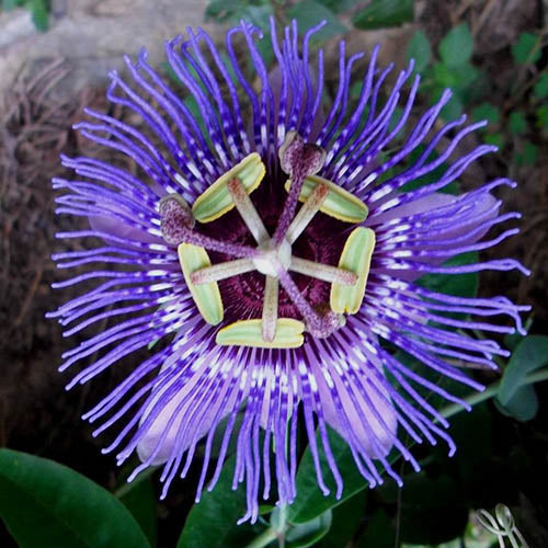 Passion Flower Purple - Creepers & Climbers