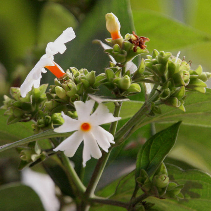 Coral Jasmine / Parijatham - Top Perfuming Plants