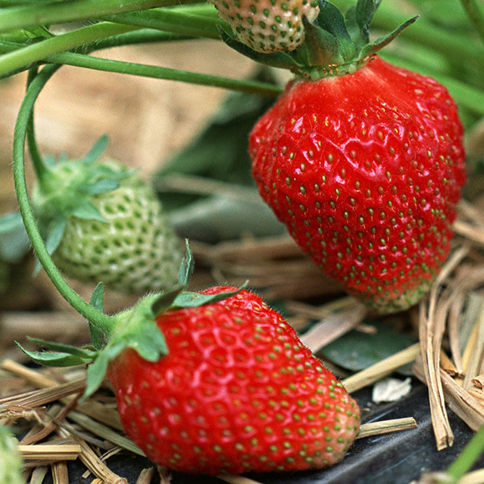 Strawberry  - Fruit Plants & Tree