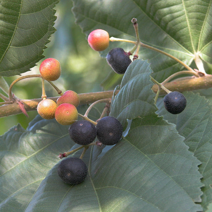 Phalsa /FalsaFruit - Fruit Plants & Tree