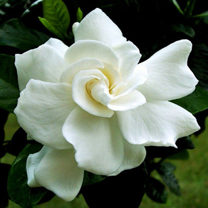 Gardenia/Jasmine Rose Regular - Top Perfuming - Fragrant Plants