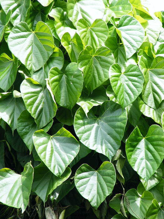 Tinospora cordifolia - Medicinal Herbs